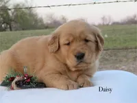 Daisy, a female Golden Retriever for sale in Kemp, TX – Photo 2 of 3