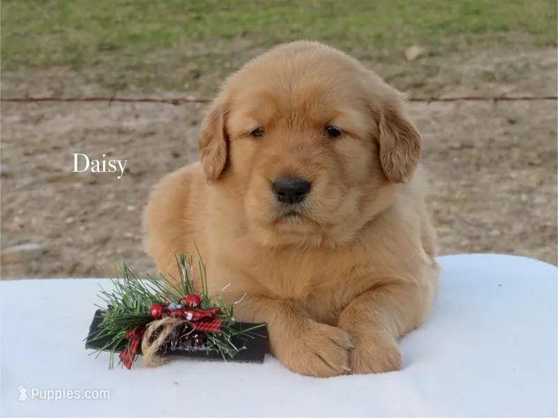 Daisy, a female Golden Retriever for sale in Kemp, TX – Photo 1 of 3