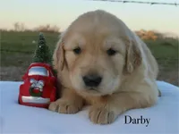 Darby, a male Golden Retriever for sale in Kemp, TX – Photo 2 of 2