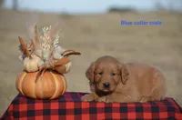 Kyle, a male Golden Retriever for sale in Kemp, TX – 2 of 2