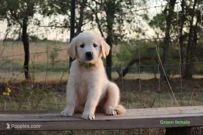 Lori – Golden Retriever puppy for sale in Kemp, TX
