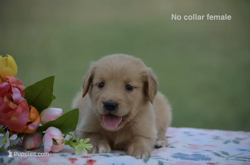 Lucia  – Golden Retriever puppy for sale in Kemp, TX
