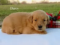 Darcy, a female Golden Retriever for sale in Kemp, TX – Photo 1 of 2