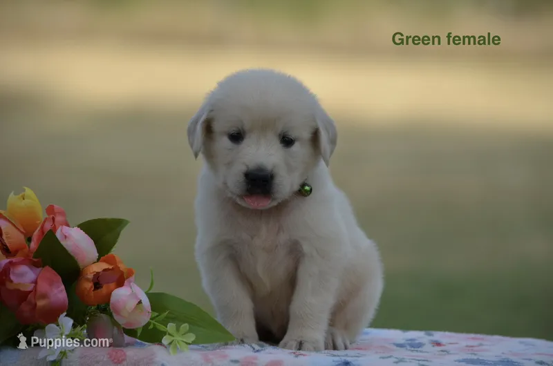 Lori – Golden Retriever puppy for sale in Kemp, TX