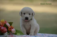 Lori, a male Golden Retriever for sale in Kemp, TX – 1 of 2
