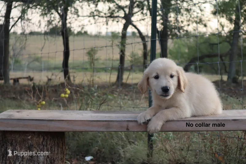 Logan – Golden Retriever puppy for sale in Kemp, TX
