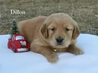 Dillon, a male Golden Retriever for sale in Kemp, TX – Photo 1 of 3