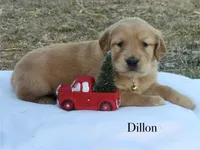 Dillon, a male Golden Retriever for sale in Kemp, TX – Photo 3 of 3