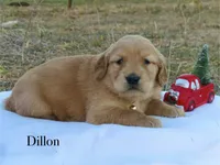 Dillon, a male Golden Retriever for sale in Kemp, TX – Photo 2 of 3