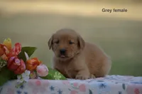 Lexi, a male Golden Retriever for sale in Kemp, TX – 2 of 2