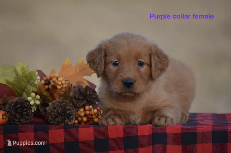 Kyler – Golden Retriever puppy for sale in Kemp, TX