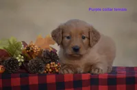 Kyler, a female Golden Retriever for sale in Kemp, TX – 1 of 2