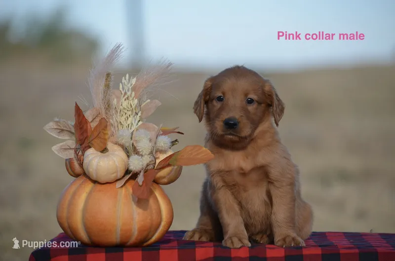 Kody – Golden Retriever puppy for sale in Kemp, TX