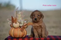 Kody, a male Golden Retriever for sale in Kemp, TX – 1 of 2