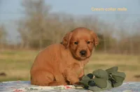 Karl, a male Golden Retriever for sale in Kemp, TX – Photo 2 of 2