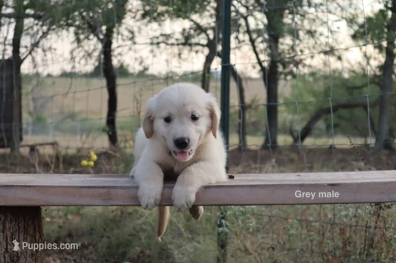 Larry – Golden Retriever puppy for sale in Kemp, TX