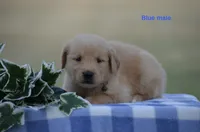 Lonnie, a male Golden Retriever for sale in Kemp, TX – 2 of 2