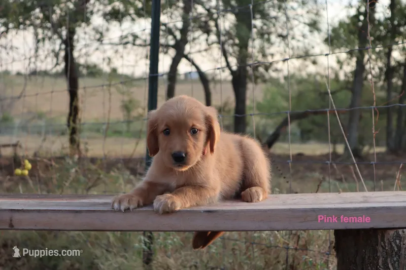 Lulu  – Golden Retriever puppy for sale in Kemp, TX