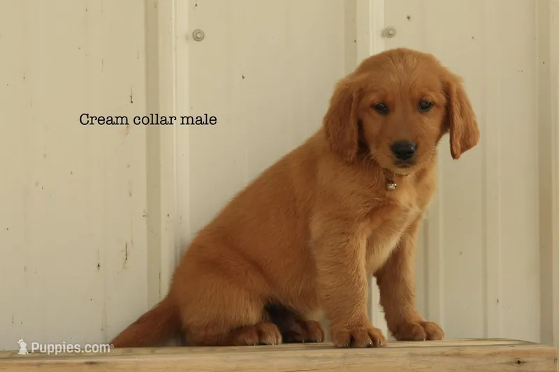Karl – Golden Retriever puppy for sale in Kemp, TX