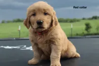 Ashley , a female Golden Retriever for sale in Kemp, TX – 3 of 3