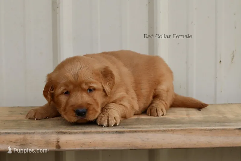 Ashley  – Golden Retriever puppy for sale in Kemp, TX