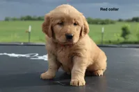 Ashley , a female Golden Retriever for sale in Kemp, TX – 2 of 3