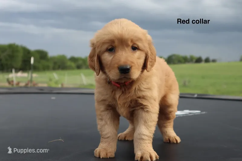 Ashley  – Golden Retriever puppy for sale in Kemp, TX