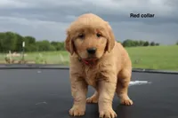 Ashley , a female Golden Retriever for sale in Kemp, TX – 1 of 3