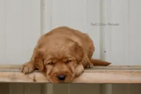 Ashley , a female Golden Retriever for sale in Kemp, TX – Photo 2 of 2