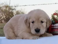 Dusty, a female Golden Retriever for sale in Kemp, TX – Photo 3 of 3