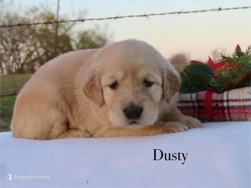 Dusty, a female Golden Retriever for sale in Kemp, TX – Photo 1 of 3