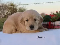 Dusty, a female Golden Retriever for sale in Kemp, TX – Photo 1 of 3