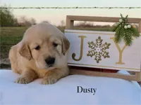 Dusty, a female Golden Retriever for sale in Kemp, TX – Photo 2 of 3