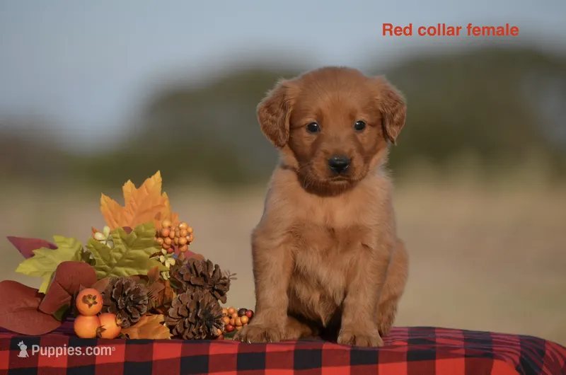Kristy  – Golden Retriever puppy for sale in Kemp, TX