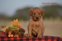 Kristy , a female Golden Retriever for sale in Kemp, TX – 1 of 2