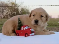Dixie, a female Golden Retriever for sale in Kemp, TX – Photo 2 of 4