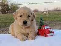 Dixie, a female Golden Retriever for sale in Kemp, TX – Photo 1 of 4