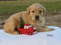 Dixie, a female Golden Retriever for sale in Kemp, TX – Photo 3 of 4