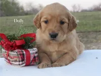 Dolly, a female Golden Retriever for sale in Kemp, TX – Photo 1 of 2