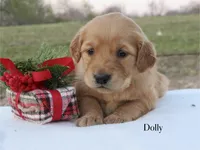 Dolly, a female Golden Retriever for sale in Kemp, TX – Photo 2 of 2