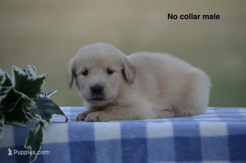Logan – Golden Retriever puppy for sale in Kemp, TX
