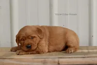 Allie, a female Golden Retriever for sale in Kemp, TX – Photo 2 of 2