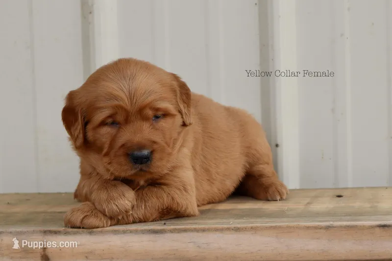 Allie – Golden Retriever puppy for sale in Kemp, TX