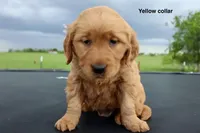 Allie, a female Golden Retriever for sale in Kemp, TX – 2 of 3