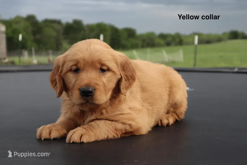 Allie – Golden Retriever puppy for sale in Kemp, TX