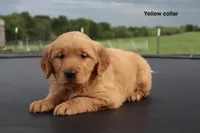 Allie, a female Golden Retriever for sale in Kemp, TX – 1 of 3