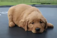Allie, a female Golden Retriever for sale in Kemp, TX – 3 of 3