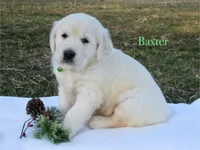 Baxter, a male Golden Retriever for sale in Kemp, TX – Photo 2 of 2