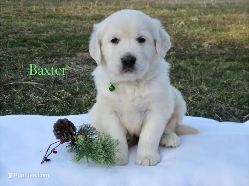 Baxter