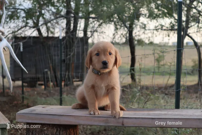 Lexi – Golden Retriever puppy for sale in Kemp, TX